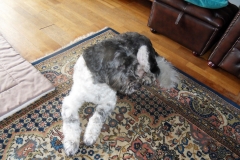 In-memoriam-4febr2005-21sept2019-Puck, just the way you are