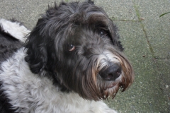 In-memoriam-4febr2005-21sept2019-Puck, just the way you are